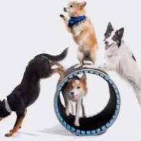 Mutts Gone Nuts Bus Trip