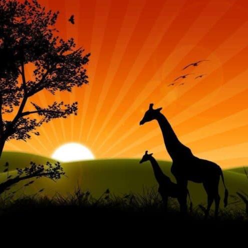 Week 6: Safari Adventure