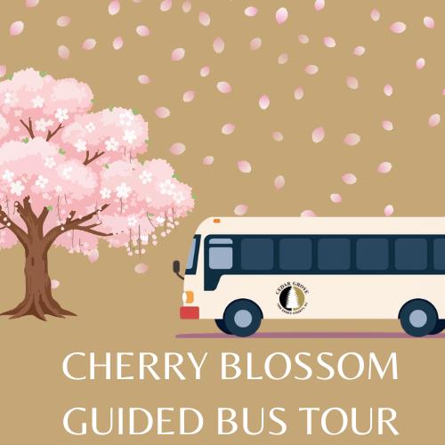 Cherry Blossom Guided Bus Tour
