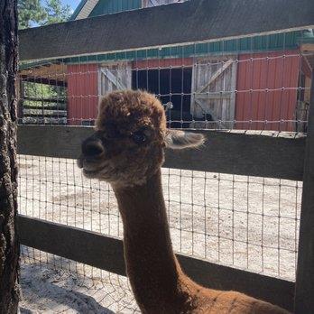 Alpaca Farm