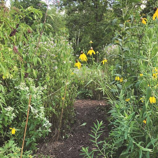 Volunteer Opportunity: Pollinator Paradise Gardens