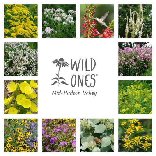 Past – Wild Ones Native Plant Sale – September 13th