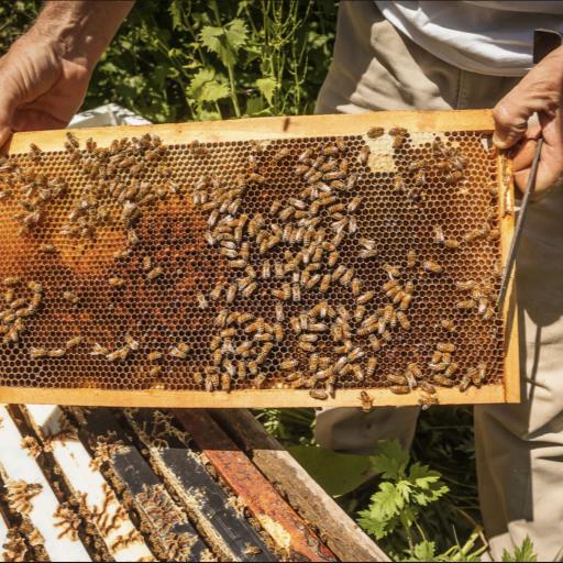 Bee Keeping